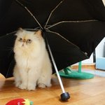 비를 피하는 고양이. 이당당