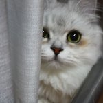 > >우리집 고양이 모하냥 1탄ㅋㅋ< <