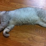 <b>반인</b>반마 영상보고 윤아와 촬영? 개그냥된 울집냥...짤방 풉니다...