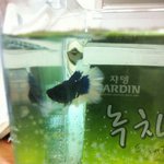 [열대어판] 오늘 가족이된 열대어 <b>베타</b> "나비"