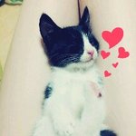 <b>용인</b>에 사시는분 길냥이 데려가실분 찾습니다 ㅠㅠ