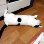 [냥판] <b>대두</b>김용배씨의 뎅구르르르(_ _)*