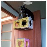 점점 미쳐가는 <b>집사</b>의 행위 ㅠㅠ