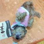 등지지는 우리강아지 겨울<b>대비</b>