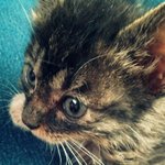 매력덩어리 아기고양이