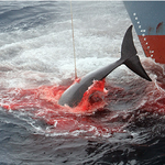 오는 12월 3일, 한국정부는 국제포경위원회(iwc)에 과학포경...