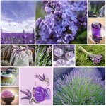 섬유유연제 <b>라벤더향</b> ... 그리고 <b>라벤더</b> 키우기