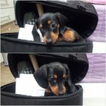 우리집악마 닥스훈트 깝지를 소개합니다!ㅎ