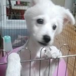 저가 강아지를 잘 못키우는 걸까요?도와주세요ㅠㅠ