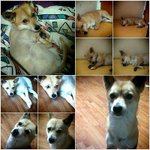 금쪽같이 귀한 내사랑 똥깡아지들 *