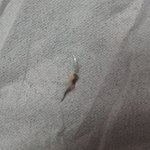 호빵안에 쇠<b>조각</b>이나왔어요(사진 有)