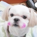 저희 이뿐이들 소개해드릴께용~^^
