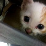 고냥철고냥철고냥철을 소개 합니다!! ㅋㅋㅋㅋㅋ