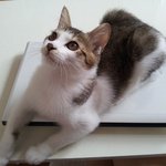 [5탄](냥판)사냥..에 중독된 <b>민트</b>!!!!!!! (스압주의)