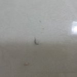 <b>삼립호빵</b>에서 쇠조각이 나왔네요!