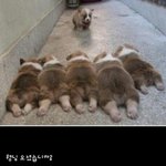웃긴사진 <b>모음</b> 2탄 ㅋㅋ