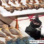귀여운 고양이 시리즈 <b>모음</b>.jpg