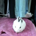 울산 <b>울주군</b> 서생에서 토끼한마리 찾습니다