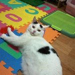 동물판 시리즈물 정리모음(사진 추가)