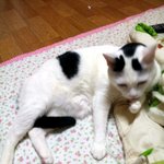 [냥판] <b>대두</b>김용배의 깔끔한 나란남자 :)