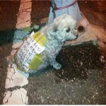 임신한<b>채로</b> 버려진 강아지ㅠㅠ 안락사위기는 안됩니다 ㅠㅠ