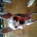 우리 강아지 <b>미미</b>의 행복한 나날들~!