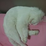 여아인척 연기하는 오드아이 내새끼-여섯번째