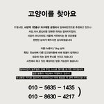 찾습니다!! 잃어버린지 5일만에 주인이 <b>찾기</b>를 포기한 아이에요.