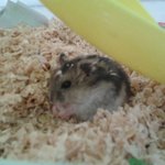 [정글리안][햄스터]돼지햄스터.....ㅋ.....ㅋ...ㅋ.ㅋ....