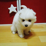 새하얀 장난꾸러기 스피츠 <b>망치</b>이야기 (사진추가)