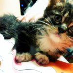 <2탄>매력덩어리 아기고양이