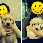 사랑스러운 칠남매를 소개합니다!!!3편 골든리트리버!!!!