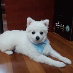 <b>포</b><b>메</b>라이안인데 진돗개 kk