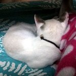 [길냥마늘네] [판에서 만난 마늘이이야기] 폭풍성장 중! 야성미...