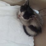 (대구)새끼고양이 분양받으실 분 ㅠㅠ