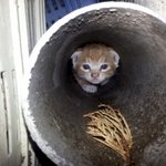 아기고양이 리오레<b>이비</b>~ 귀욤팡팡!  'ㅡ'