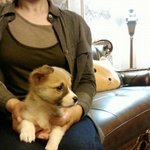 너무나도 사랑스러운 웰시코기뽀리