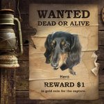 [<b>똥</b>수니헤라] [사진有재석] 닥스훈트여신 헤라를 소개한<b>다람쥐</b>~♬