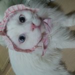 다묘가정의 좋은 예(사진진짜많은 야옹이판)