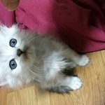 고양이판) <b>페르시안</b> 친칠라 성장과정 (스압주의)