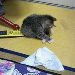 나보고 새끼고양이 수집가인거같단사람 들어와바여 (충이와 <b>권도</b>)