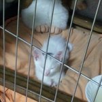 【5탄】나비 여동생이 생겼어요^^