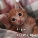 꼬마고양이 리오레이비 왔어요!  'ㅡ' (사진매우많음)