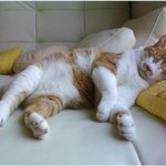 꼬마냥이가  할배냥이가 되어가는 과정~ (2003년  <b>vs</b>. 2012년)