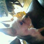 우리집 웃음 바이러스 <b>미미</b>  <1탄>