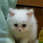 냥이판) [아마도 스압] 하루를 소개합니다:d
