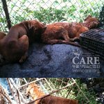 [펌] 어미가 자식들을 먹어야 했던 끔찍한 도살장 현장/동물사랑실천협회...