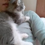 스압주의!! 개냥이 구름이 2탄입니당 씨익