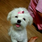 (사진有) 이렇게 웃는 강아지 봤어요??ㅋㅋㅋㅋㅋㅋ