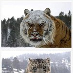 재미있는 사진 <b>재탕</b>하기 9